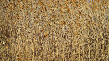 texture of dry grass