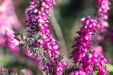 Beautiful purple flower, erica carnea flower, winter-flowering heather, spring or alpine heath, close up