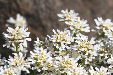 Beautiful white spring flower, gibraltar candytuft on the rocks