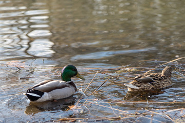 The ducks arrived in the spring. Ducks swim in the pond. Ducks near the shore. Female and male ducks. Beautiful plumage. Lake in the forest.