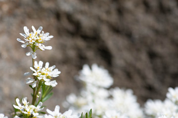 Beautiful white spring flower, gibraltar candytuft on the rocks