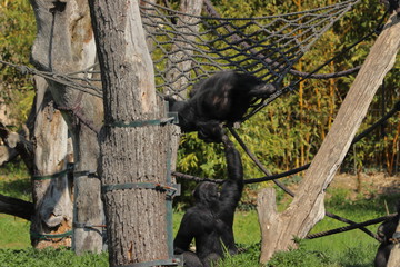 Baby Monkey having fun in zoo in leipzig in germany. On sunny day in summer.