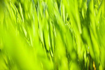 Green grass in the sunny day