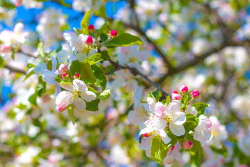 apple blossom on spring tree branches