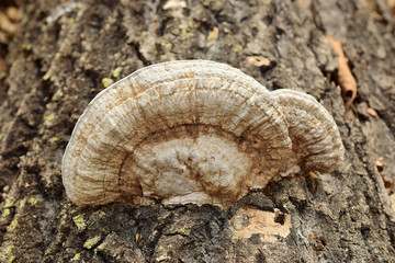 Inedible saprophyte mushroom on an old tree. 