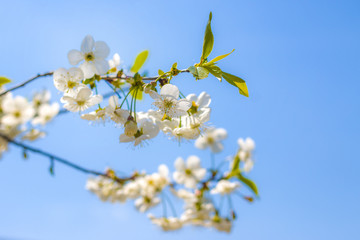 cherry blossom on blue sky background