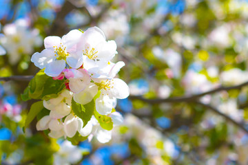 spring blossom on apple tree branch