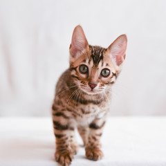 a small curious kitten looks directly into the camera. Portrait of a square format. The concept of curiosity and surprise.