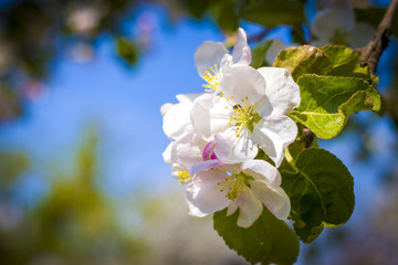 springtime apple blossom branch