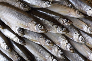 Smelt fishes on net. Pacific smelt fish variety