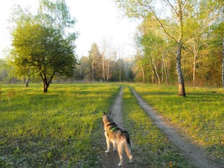 Husky in the wild at sunset. Back view / Spring landscape