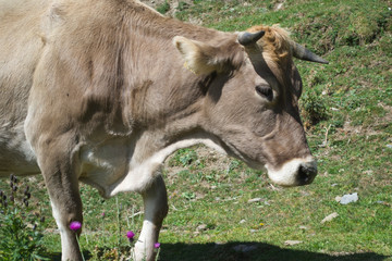 vaca en el valle de Nuria