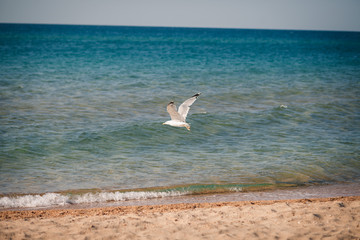 Seagull over the seashore on natural background
