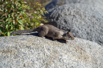 squirrel in the park on big grey stone in autumn time