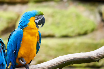 Blue-and-yellow macaw sitting on a branch (Ara ararauna), exotic bird