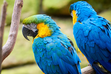 Two Blue-and-yellow macaw sitting on a branch (Ara ararauna), exotic birds