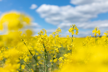 field of yellow rapeseed isolated