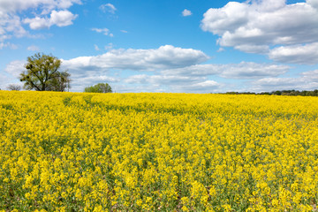 yellow rape field