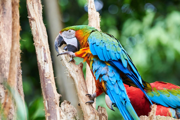 Blue-and-yellow macaw sitting on a branch (Ara ararauna), exotic bird