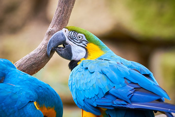 Blue-and-yellow macaw sitting on a branch (Ara ararauna), exotic bird