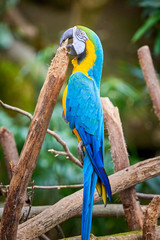 Blue-and-yellow macaw hanging in his beak (Ara ararauna), exotic bird
