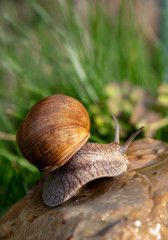 Grape snail on a stone on a blurred background, illuminated by the sun.