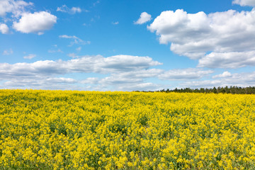 Obraz premium yellow rape field