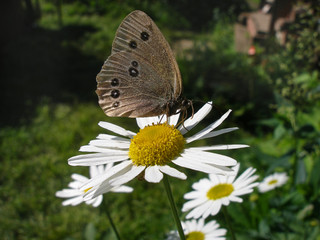 Forest field butterfly grey wings on a white flower chamomile siberian summer nature