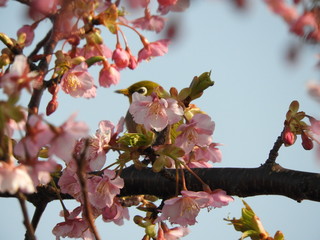 メジロを桜