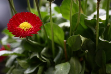 Nahaufnahme von roten Chrysanthemen bei Tageslicht