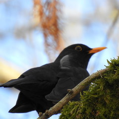 starling