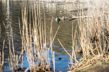The ducks arrived in the spring. Ducks swim in the pond. Ducks near the shore. Female and male ducks. Beautiful plumage. Lake in the forest.
