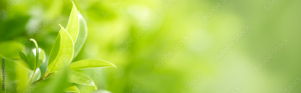 Wall mural amazing nature view of green leaf on blurred greenery background in garden and sunlight with copy sp