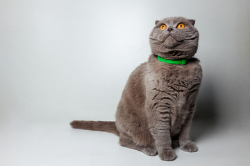 Lovable scottish fold cat sitting on gray isolated background 