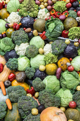 lot of different vegetables in the market or the store shelf. Background of ripe vegetables