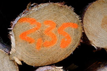 Orange Zahlen auf einem Baumstamm