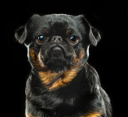 Brabancon, griffon, dog, Small dog, bird pit Brabancon, dog on a black background