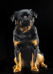 Brabancon, griffon, dog, Small dog, bird pit Brabancon, dog on a black background