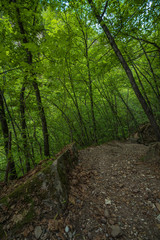 Mountain hiking trail leading through a forest full of fresh spring greenery in Appiano in Italian South Tyrol