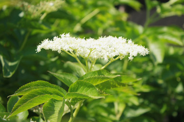 Bush of flowering elderberry in the wild