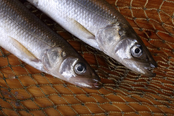 Smelt fishes on net. Pacific smelt variety