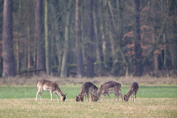 Obraz na płótnie Canvas A group of Fallow deer (Dama dama) on a meadow in the nature protection area Moenchbruch near Frankfurt, Germany.