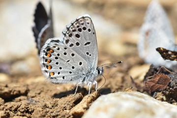 Eastern baton blue Butterfly, Pseudophilotes vicrama. Rare little blue butterfly on ground