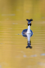 Great crested grebe (Podiceps cristatus) swimming on a lake in early morning light.
