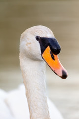 Mute swan (Cygnus olor) swimming on a lake in early morning light.