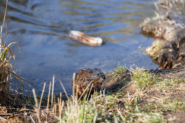 A small furry animal on the shore of a spring lake. Muskrat by the pond. Wet hair. Wildlife.