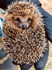 cute Little Hedgehog on male hand in glove