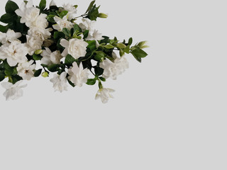 Beautiful blooming white gardenia flower isolated on white background.