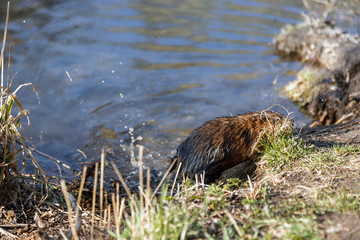A small furry animal on the shore of a spring lake. Muskrat by the pond. Wet hair. Wildlife.