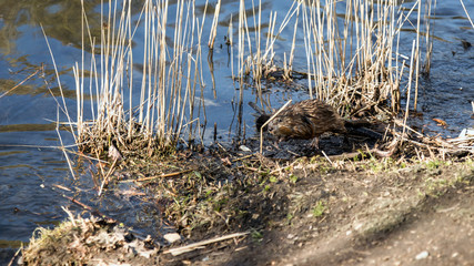 A small furry animal on the shore of a spring lake. Muskrat by the pond. Wet hair. Wildlife.